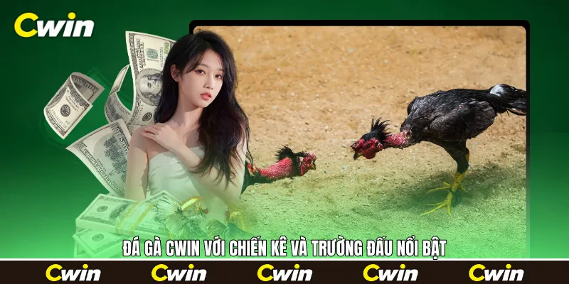 Đá gà Cwin với chiến kê và trường đấu nổi bật