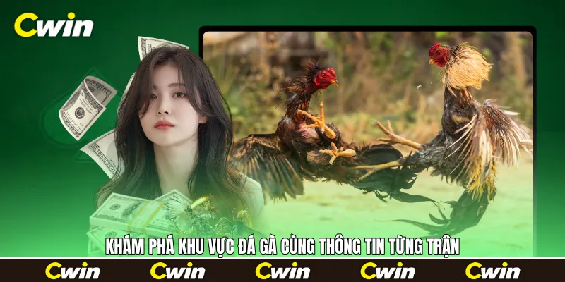 Khám phá khu vực đá gà cùng thông tin từng trận
